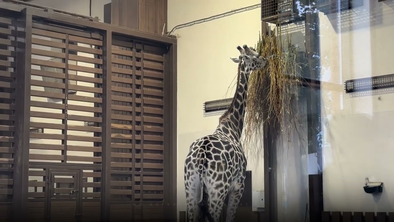 Харківський зоопарк: затишний простір у місті під обстрілами
